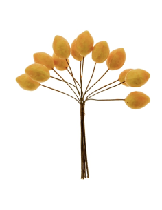 Natura Limone 2,5cm | G3S