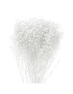 Mazzetto di gypsophila – bianco – 50 g