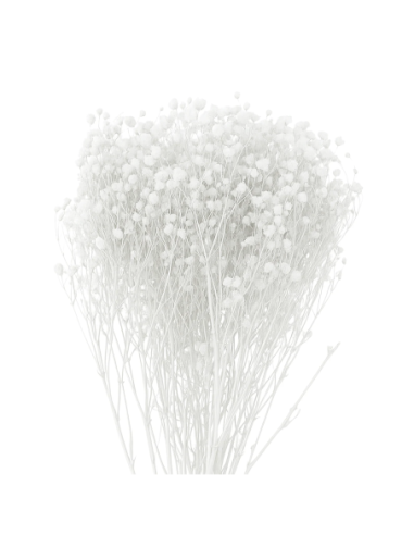 Mazzetto di gypsophila – bianco – 50 g