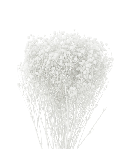Mazzetto di gypsophila – bianco – 50 g