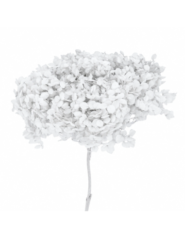 Mazzetto di ortensia stabilizzata – bianco