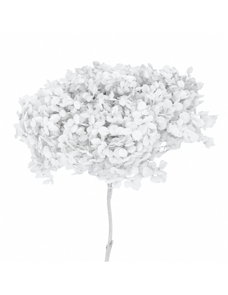 Mazzetto di ortensia stabilizzata – bianco