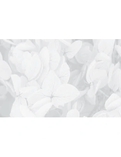 Mazzetto di ortensia stabilizzata – bianco 2