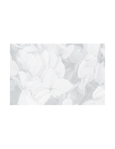 Mazzetto di ortensia stabilizzata – bianco - dettaglio colore originale