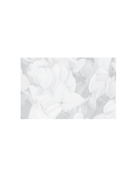 Mazzetto di ortensia stabilizzata – bianco - dettaglio colore originale