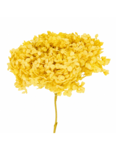 Mazzetto di ortensia stabilizzata – giallo