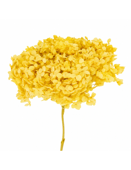 Mazzetto di ortensia stabilizzata – giallo
