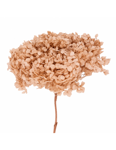 Mazzetto di ortensia stabilizzata – naturale