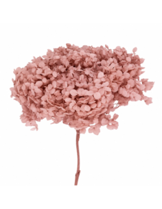 Mazzetto di ortensia stabilizzata – rosa antico