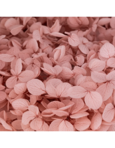 Mazzetto di ortensia stabilizzata – rosa antico 2