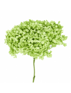 Mazzetto di ortensia stabilizzata – verde