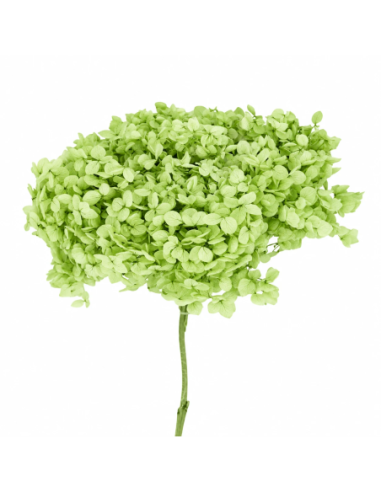 Mazzetto di ortensia stabilizzata – verde