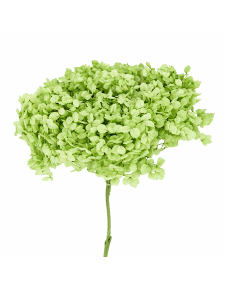 Mazzetto di ortensia stabilizzata – verde