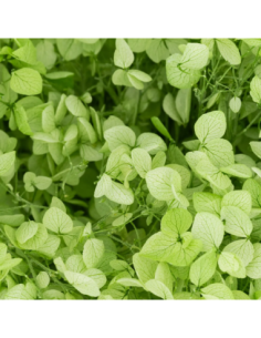 Mazzetto di ortensia stabilizzata – verde 2