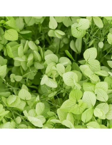 Mazzetto di ortensia stabilizzata – verde - dettaglio colore originale