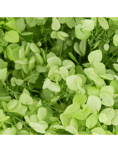 Mazzetto di ortensia stabilizzata – verde - dettaglio colore originale