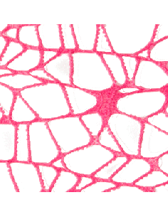 Foglio Rete XL Spider Polycotton 25x25 cm - Fuxia | G3S Ingrosso