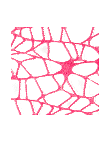 Foglio Rete XL Spider Polycotton 25x25 cm - Fuxia | G3S Ingrosso