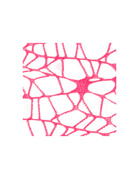 Foglio Rete XL Spider Polycotton 25x25 cm - Fuxia | G3S Ingrosso